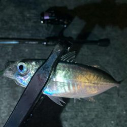 夜な夜な夜なアジング