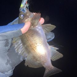 メバルプラッキング