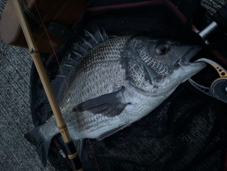 ヘチってきました