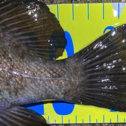 ひたすらキャスト