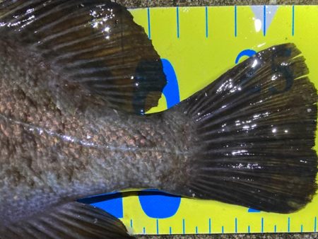 ひたすらキャスト