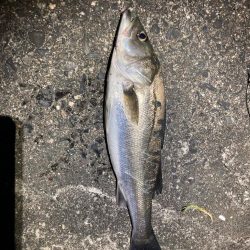 バチ抜けシーバス