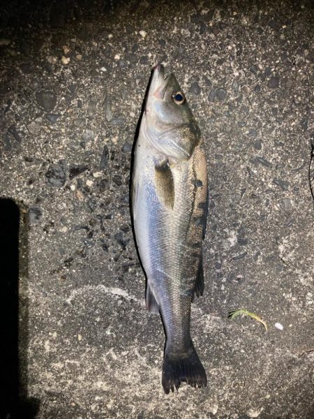 バチ抜けシーバス