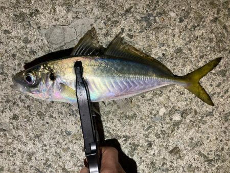 やっと雨も止んだので！