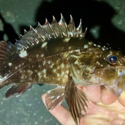 今夜もアジは釣れず