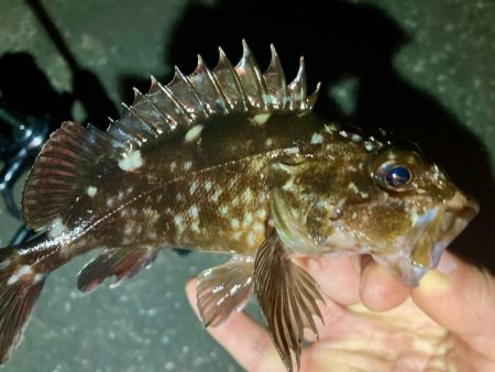 今夜もアジは釣れず