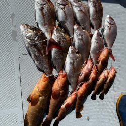 乗っ込み真鯛、キジハタ釣行