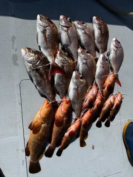 乗っ込み真鯛、キジハタ釣行