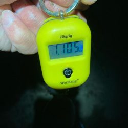 アオリイカ 3杯