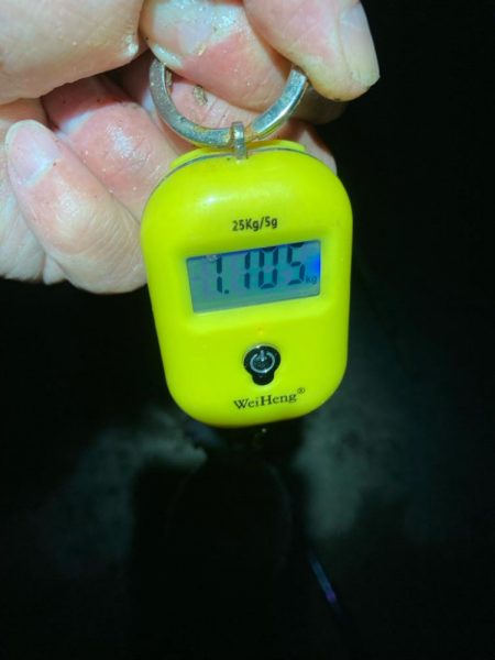 アオリイカ 3杯