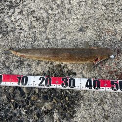 今日も懲りずにまたショアジギング