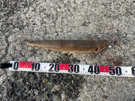 今日も懲りずにまたショアジギング