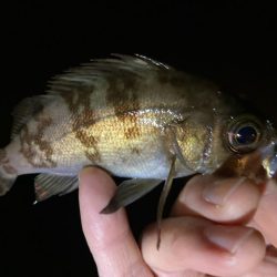 近場でアジ探し！