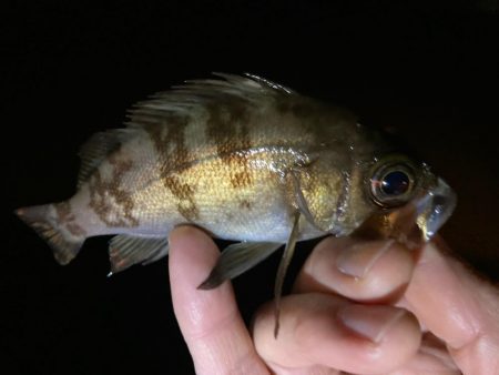 近場でアジ探し！