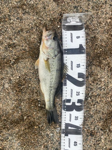 たくさん釣れました！！