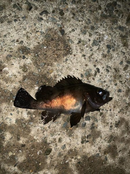 メバルをゲットだぜ‼…