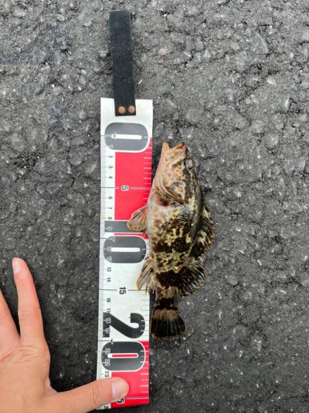 春のライトゲーム