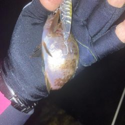 メバルプラッキング