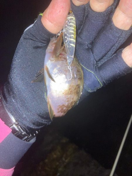 メバルプラッキング