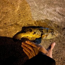 アジサイズアップ