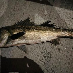 連日の複数ヒット