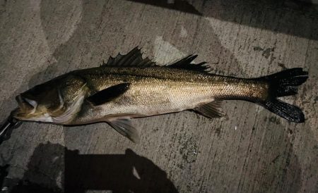 連日の複数ヒット