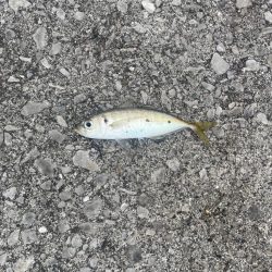 遠投サビキ二日目