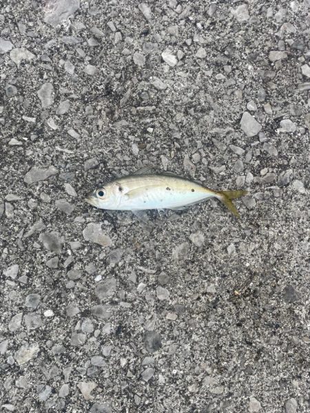 遠投サビキ二日目