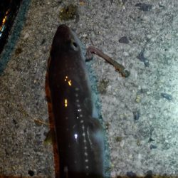 チョイ投げアナゴ!