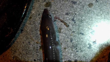 チョイ投げアナゴ!