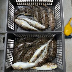 室津のカットウフグ