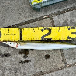 さんぽついでのサビキ釣り