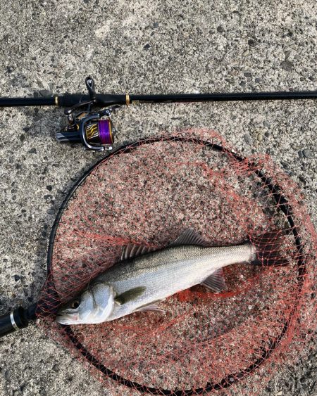 エビ撒きでハネ釣り