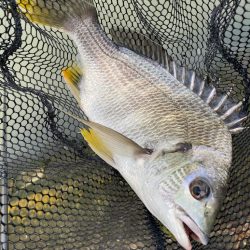 激濁りチニング