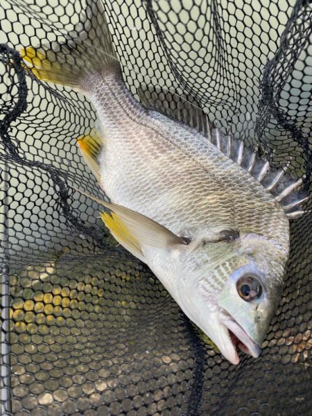 激濁りチニング