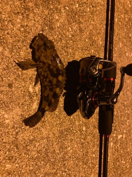 狙いはシーバス!