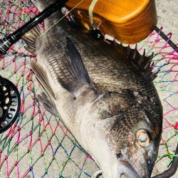 ヘチってきました