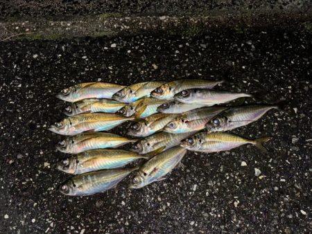 春の魚釣り🎣