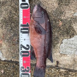 青物はいませんでしたが