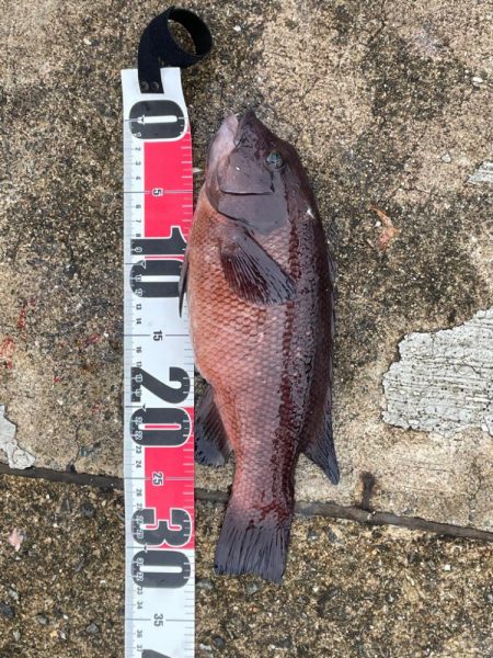 青物はいませんでしたが