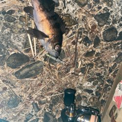 メバプラ始まってます