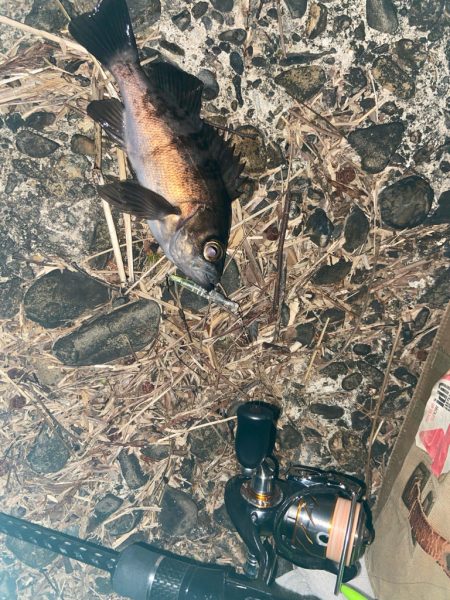 メバプラ始まってます