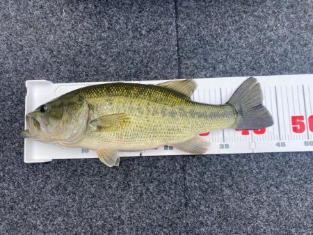 1日ボート釣行！