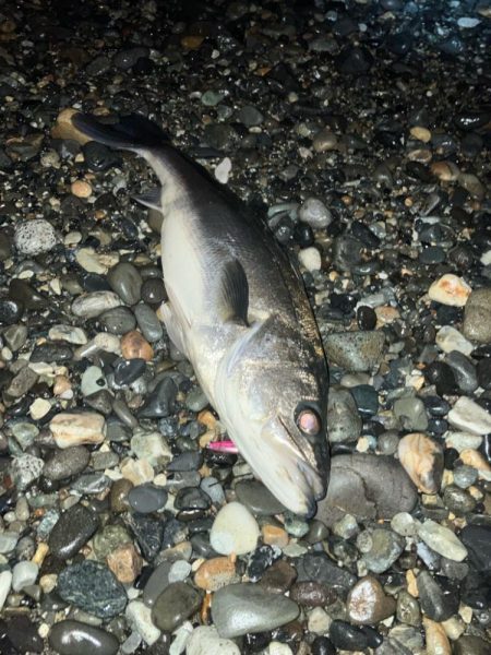 ホタルイカパターン