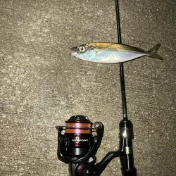 短時間アジング