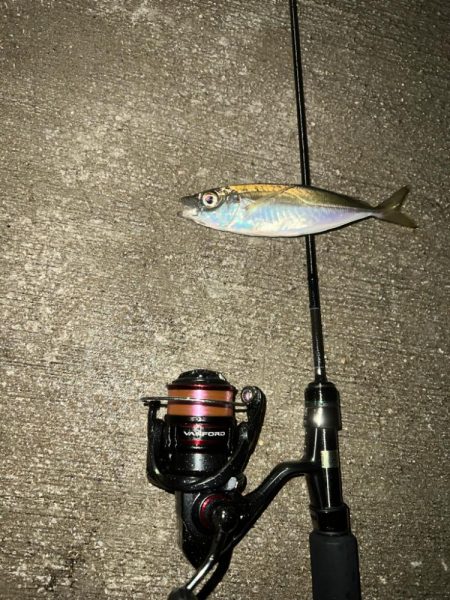 短時間アジング