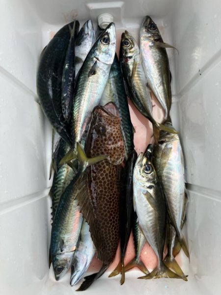 SLJ便に乗ってきました