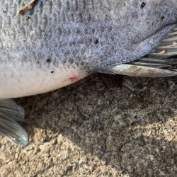 乗っ込みチヌ一匹