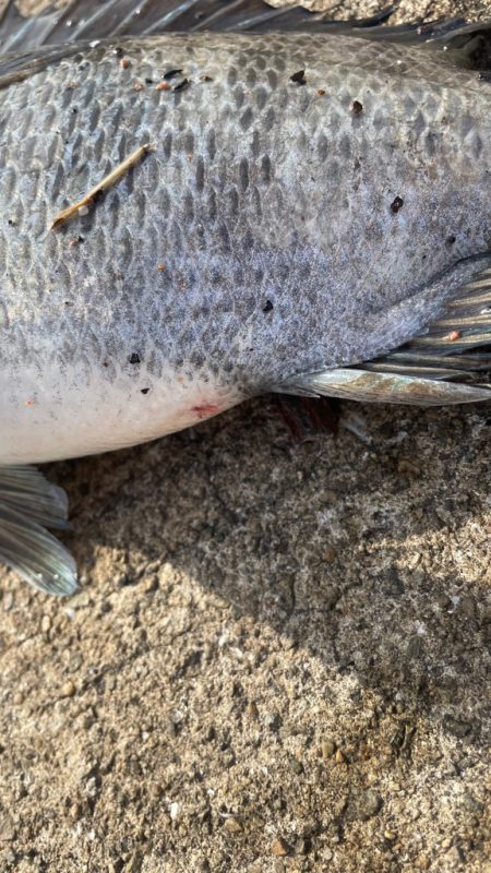 乗っ込みチヌ一匹