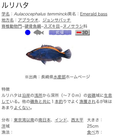 初顔！ルリハタ